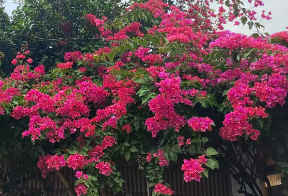 天水市举办第六届中小学人工智能大赛